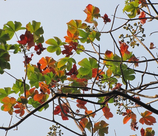 Cochlospermum religiosum eFlora of India